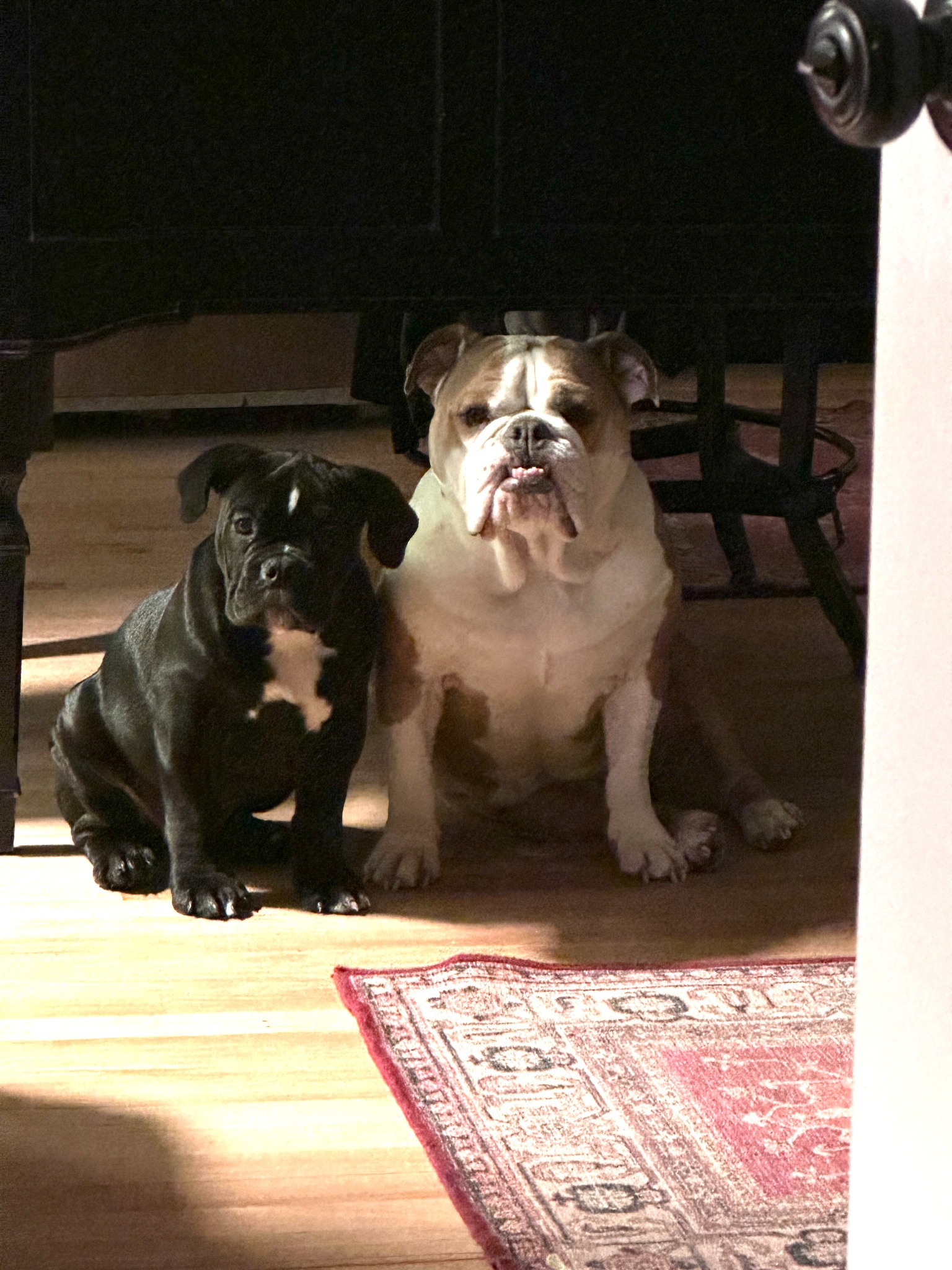 Gunner and Harley together