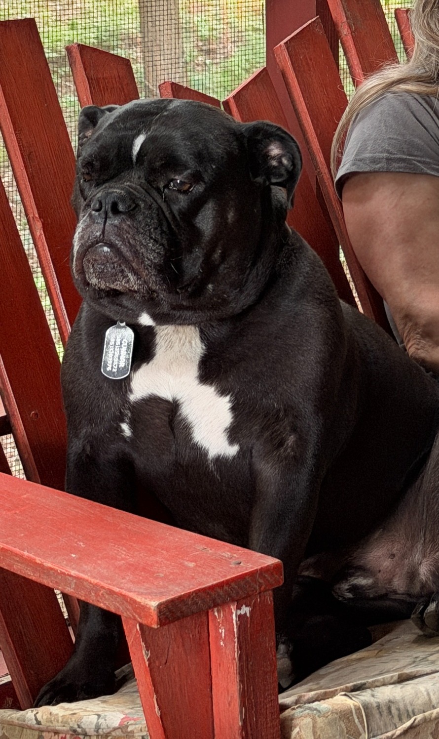 Gunner relaxing in a red Adirondack chair